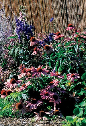Drought-Tolerant Perennials