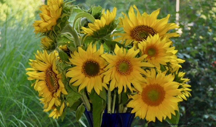 Plant Terminology: Annuals, Biennials, Perennials