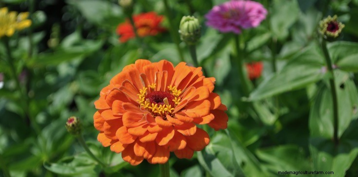 Plant Terminology: Annuals, Biennials, Perennials