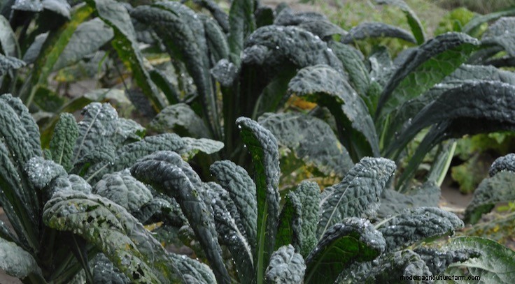 Plant Terminology: Annuals, Biennials, Perennials