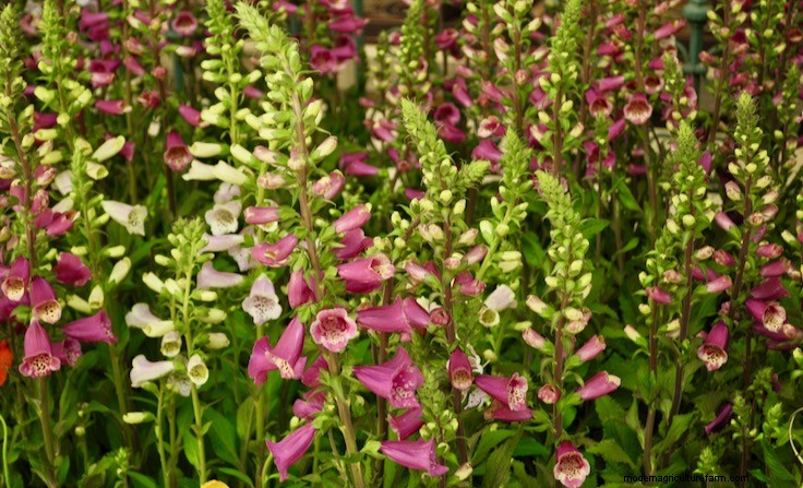 Plant Terminology: Annuals, Biennials, Perennials