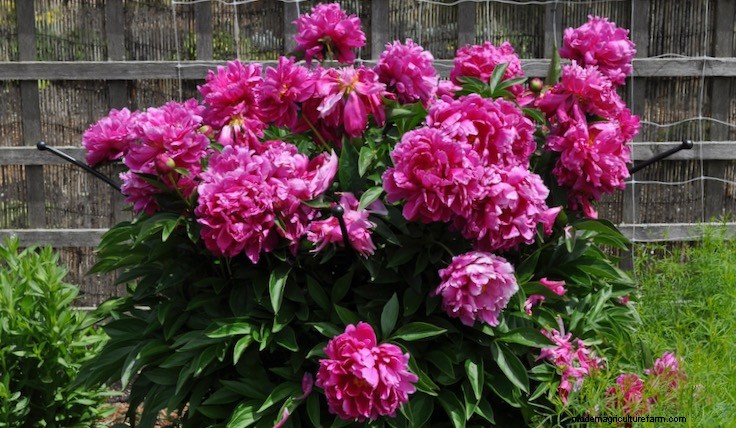 Plant Terminology: Annuals, Biennials, Perennials