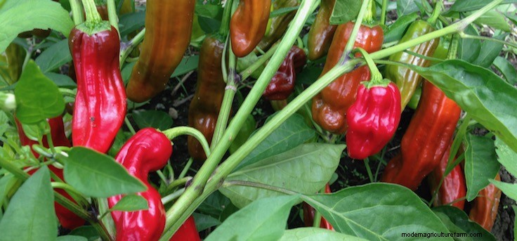 Plant Terminology: Annuals, Biennials, Perennials