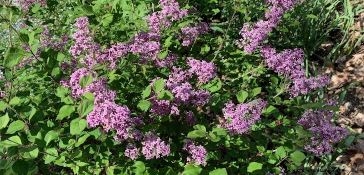 Plant Terminology: Annuals, Biennials, Perennials