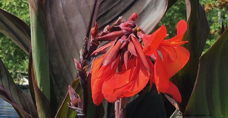 Plant Terminology: Annuals, Biennials, Perennials