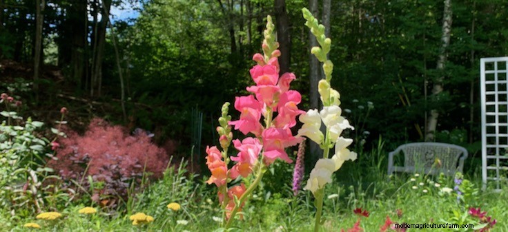 Plant Terminology: Annuals, Biennials, Perennials