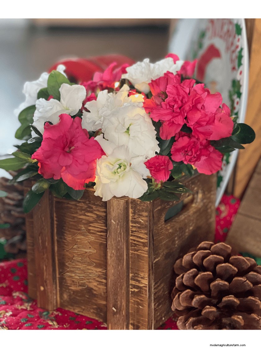 How to Care for Your Indoor Florist Azalea