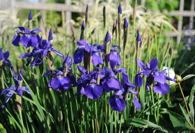 How to Grow Irises