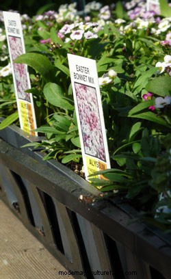 How to Grow Annual Flowers