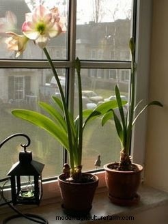 Getting Amaryllis to Bloom Again