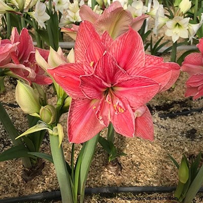 Getting Amaryllis to Bloom Again