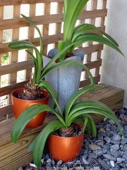 Getting Amaryllis to Bloom Again