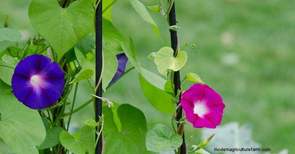 How to Choose Trellises and Supports for Climbing Plants