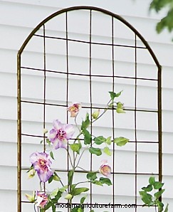 How to Choose Trellises and Supports for Climbing Plants