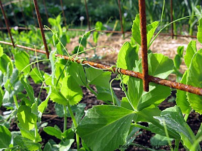 How to Choose Trellises and Supports for Climbing Plants