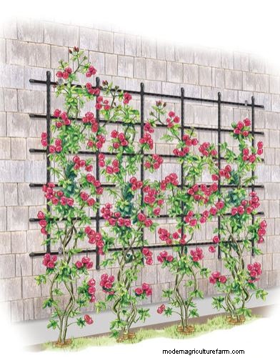 How to Choose Trellises and Supports for Climbing Plants