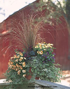 Rejuvenate Your Flower Garden in Fall