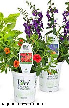 Rejuvenate Your Flower Garden in Fall