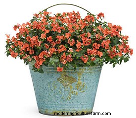 Rejuvenate Your Flower Garden in Fall