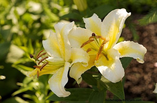 Jazz Up Your Garden with Spring-Planted Bulbs