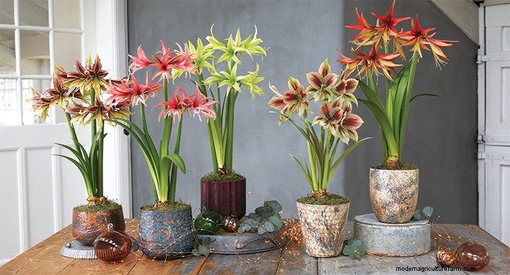Amaryllis FAQs