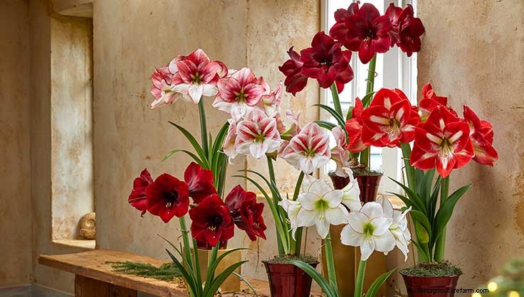 Amaryllis FAQs