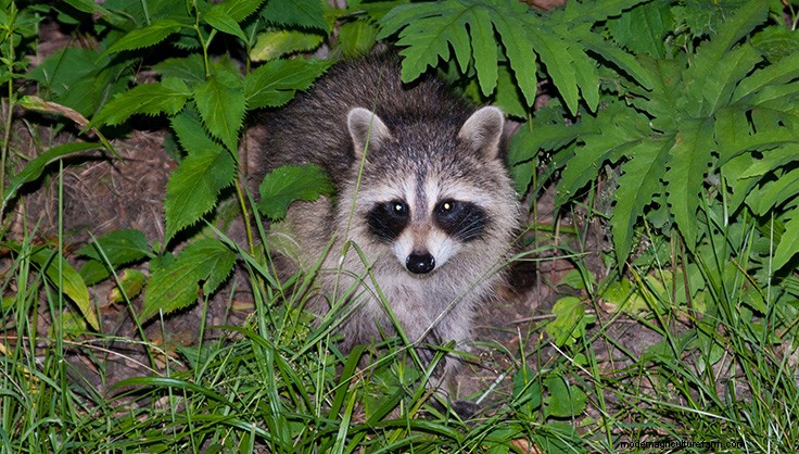 Controlling Animal Pests