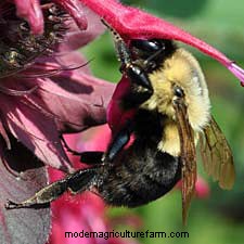 All About Yellow Jackets, Bees and Their Kin