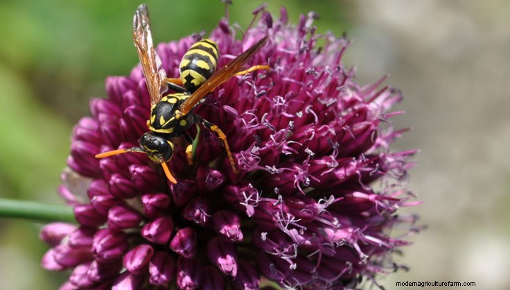 All About Yellow Jackets, Bees and Their Kin