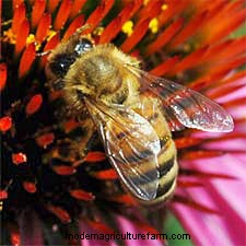 All About Yellow Jackets, Bees and Their Kin