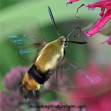 All About Yellow Jackets, Bees and Their Kin