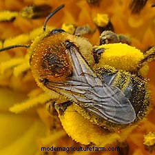 All About Yellow Jackets, Bees and Their Kin