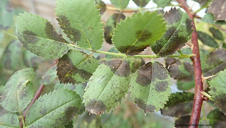 Common Flower Diseases