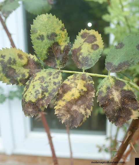 Common Flower Diseases