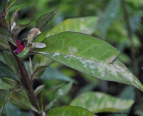 Common Flower Diseases