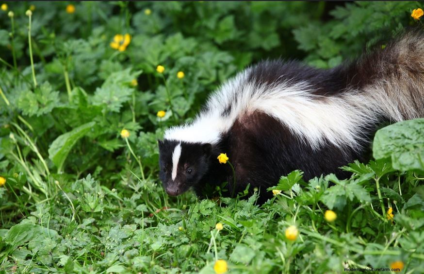 Skunk