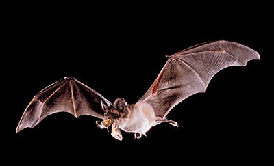 All About Bats