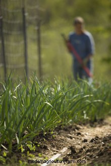 Seven Habits that Work with Nature to Minimize Pest and Disease Problems