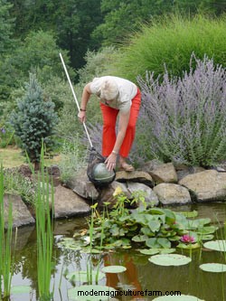 A Savvy Gardener Gives Deer Their Own Clover Meadow