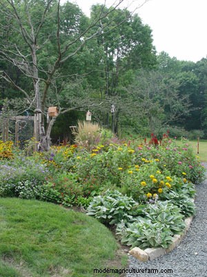 A Savvy Gardener Gives Deer Their Own Clover Meadow