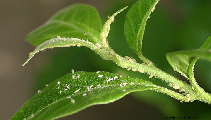 Aphid