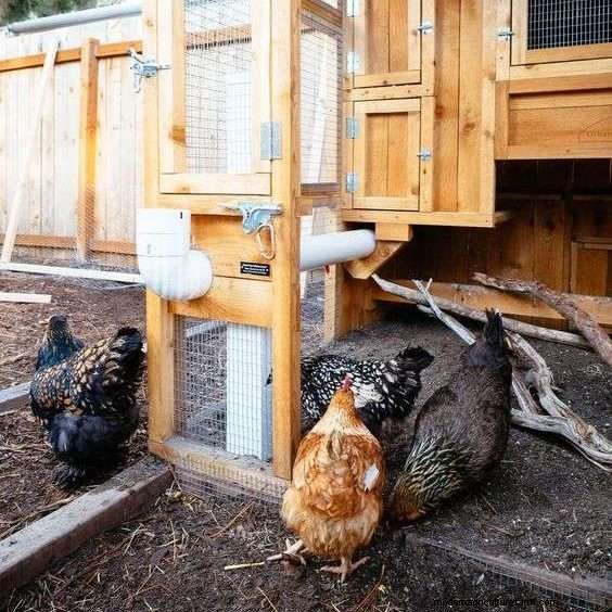 Do Hawks Eat Chickens? Tips To Protect Your Flock