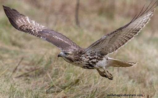 Do Hawks Eat Chickens? Tips To Protect Your Flock