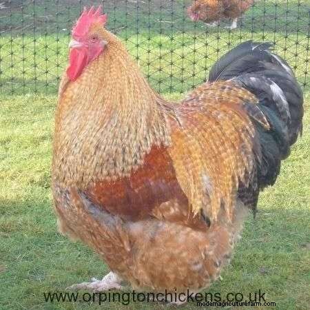 Do Hawks Eat Chickens? Tips To Protect Your Flock