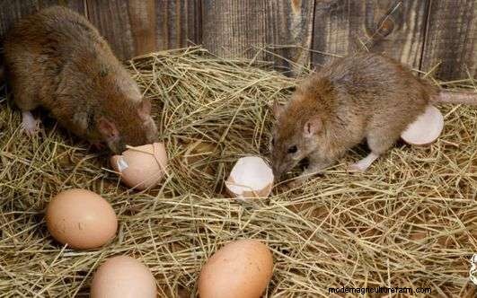 Do Rats Eat Chickens? Tips To Protect Your Flock