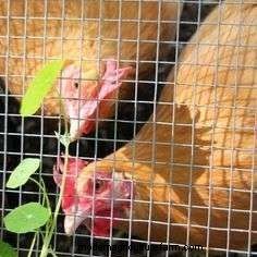 Do Rats Eat Chickens? Tips To Protect Your Flock