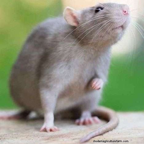 Do Rats Eat Chickens? Tips To Protect Your Flock