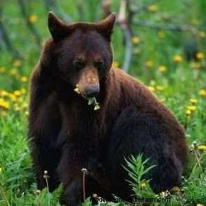 Do Bears Eat Chickens? Tips To Protect Your Flock