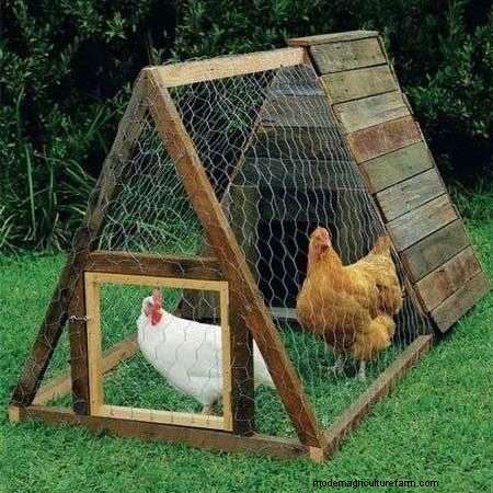 Do Bears Eat Chickens? Tips To Protect Your Flock