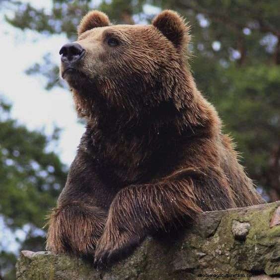 Do Bears Eat Chickens? Tips To Protect Your Flock
